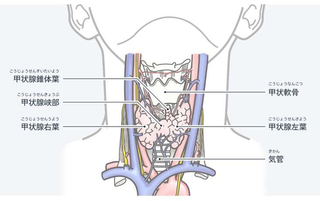 甲状腺画像